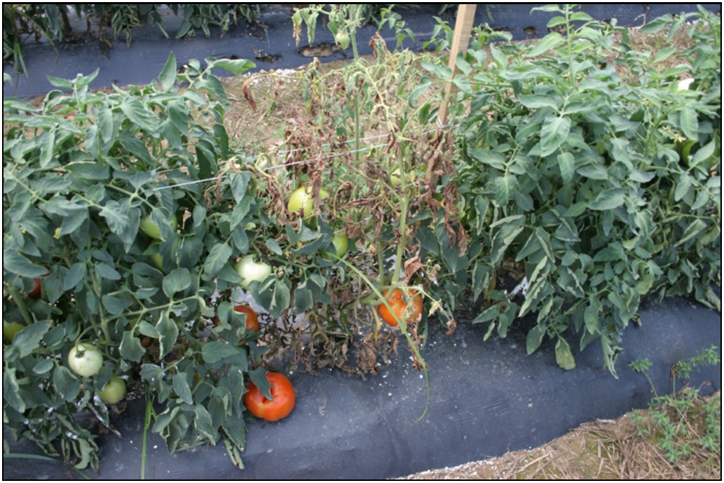 Tomato plants affected by southern blight