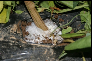 White mycelia on infected tomato plant