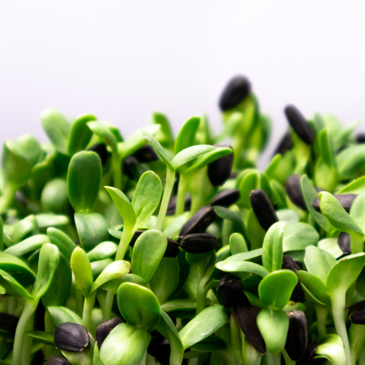 Up close image of microgreens with a white background