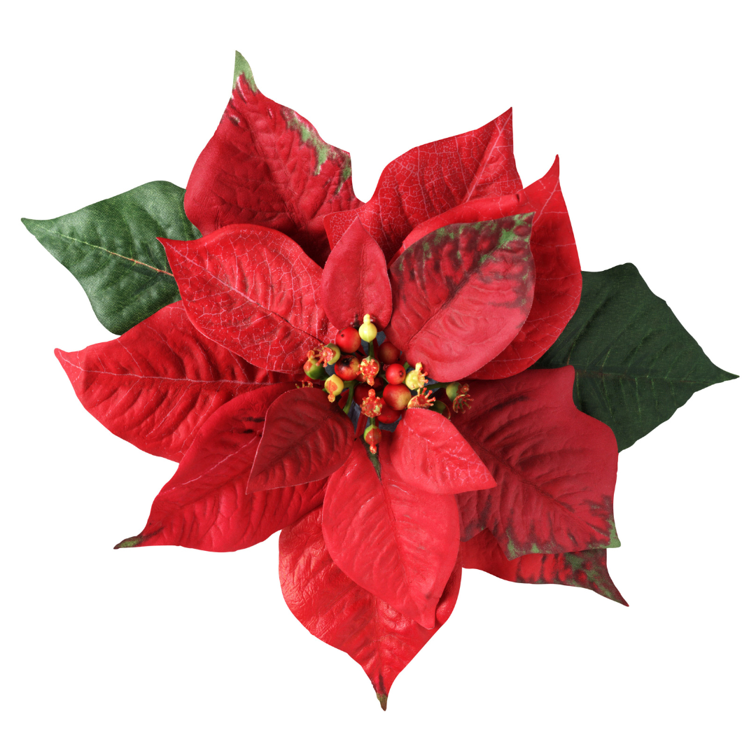 A photo of a red poinsettia flower