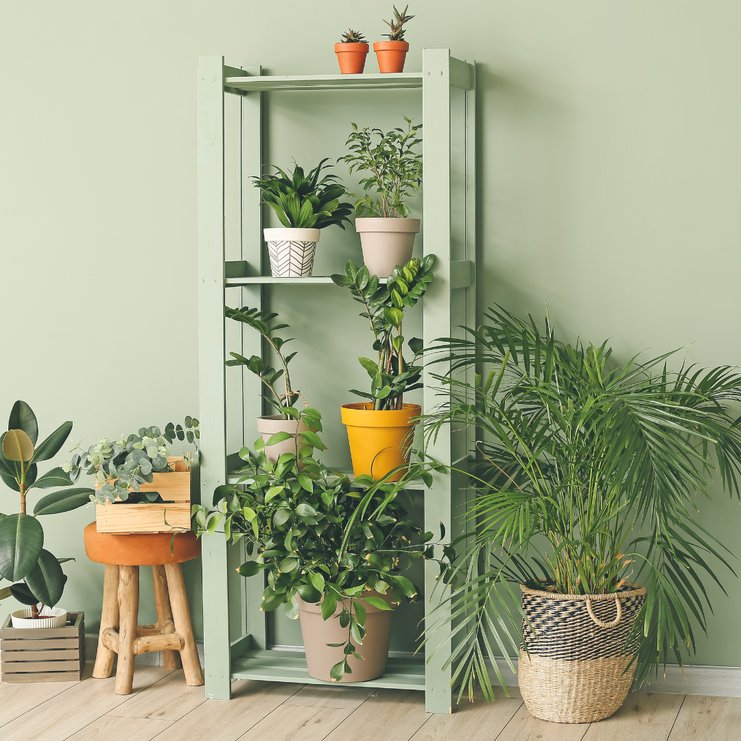 Mint green shelf with multiple houseplants on it