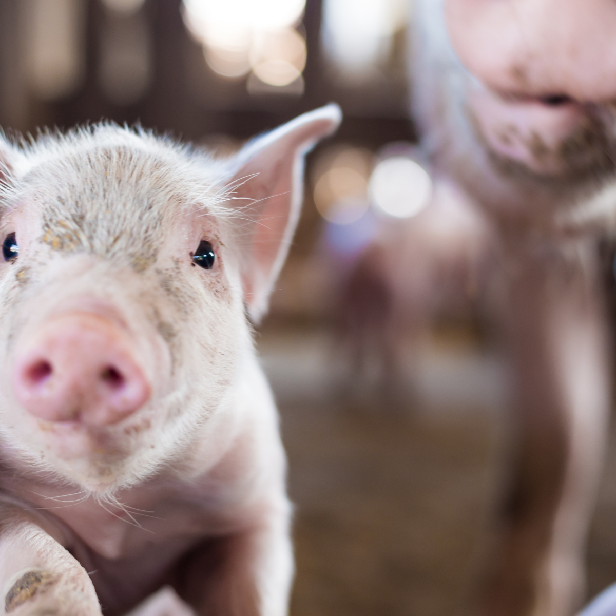 Piglets, one in focus and one out of focus