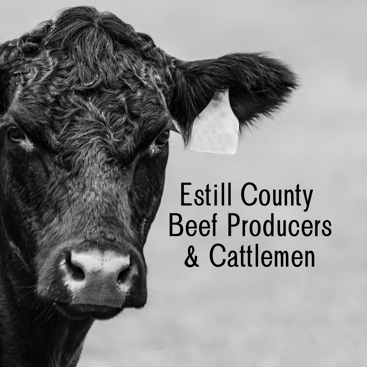 black and white image of black angus cow and the words Estill County Beef Producers & Cattlemen