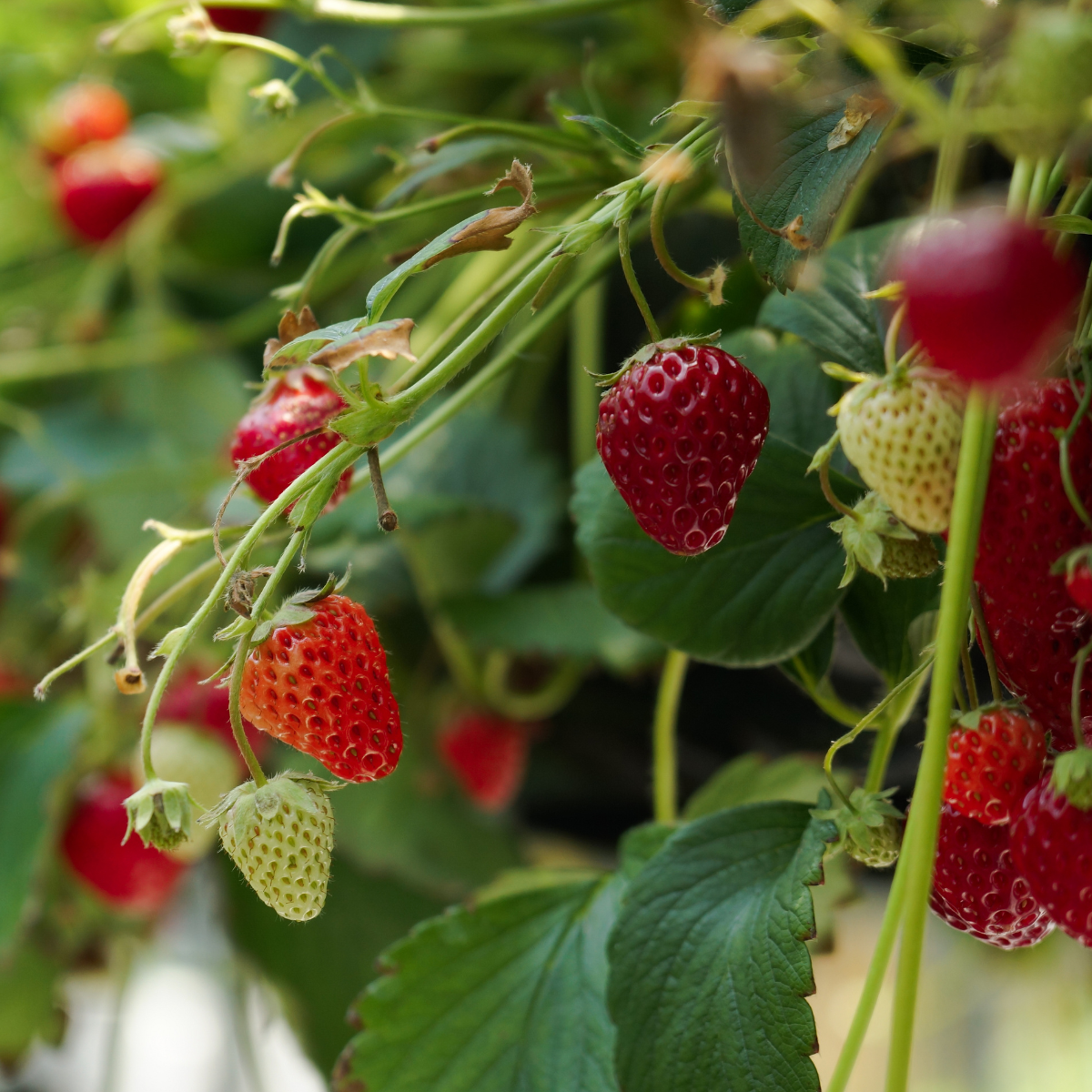 strawberry plants